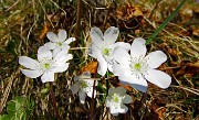 21 Hepatica nobilis bianca
